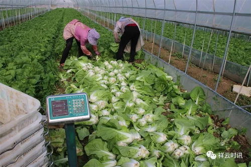 祥云下，新鮮蔬菜馳援疫區的溫暖之路