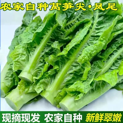 萵筍尖 火鍋里的翠綠鳳尾，農(nóng)民自產(chǎn)的新鮮滋味
